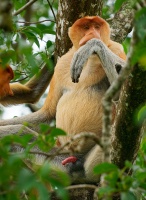 Kahau nosaty - Nasalis larvatus - Proboscis Long-nosed Monkey o8177